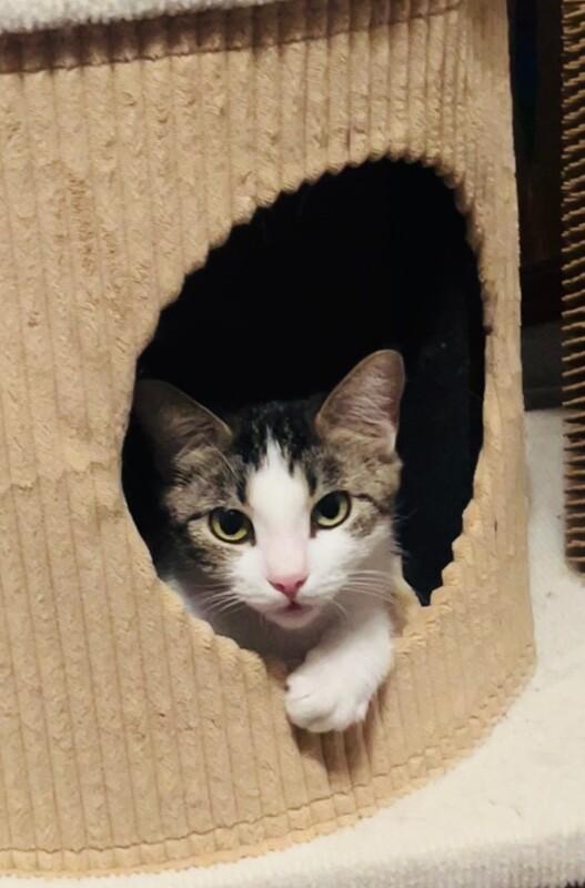Noodle, a Adoptable mixed breed in Anthem, AZ image 4/6