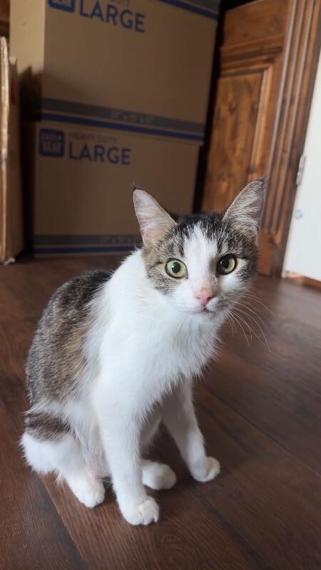 Noodle, a Adoptable mixed breed in Anthem, AZ image 6/6