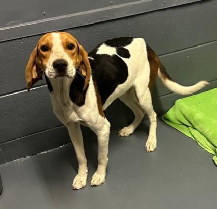 Charlotte, ADOPTABLE, Puppy Female Treeing Walker Coonhound.