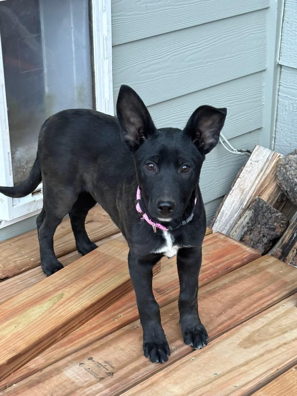 Enlarge Piper, a ADOPTABLE mixed breed in Estes Park, CO image 1/2