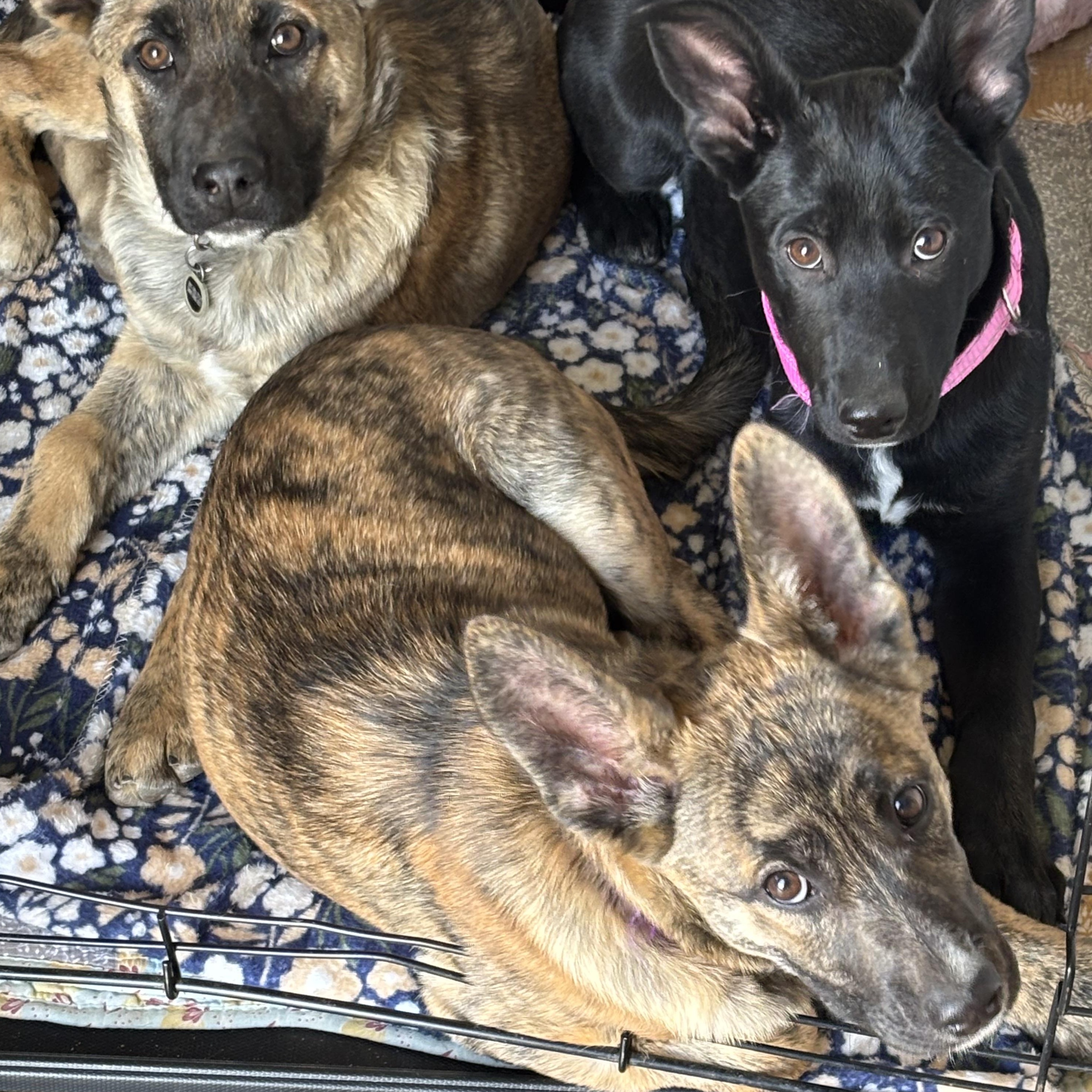 Enlarge Piper, a ADOPTABLE mixed breed in Estes Park, CO image 2/2