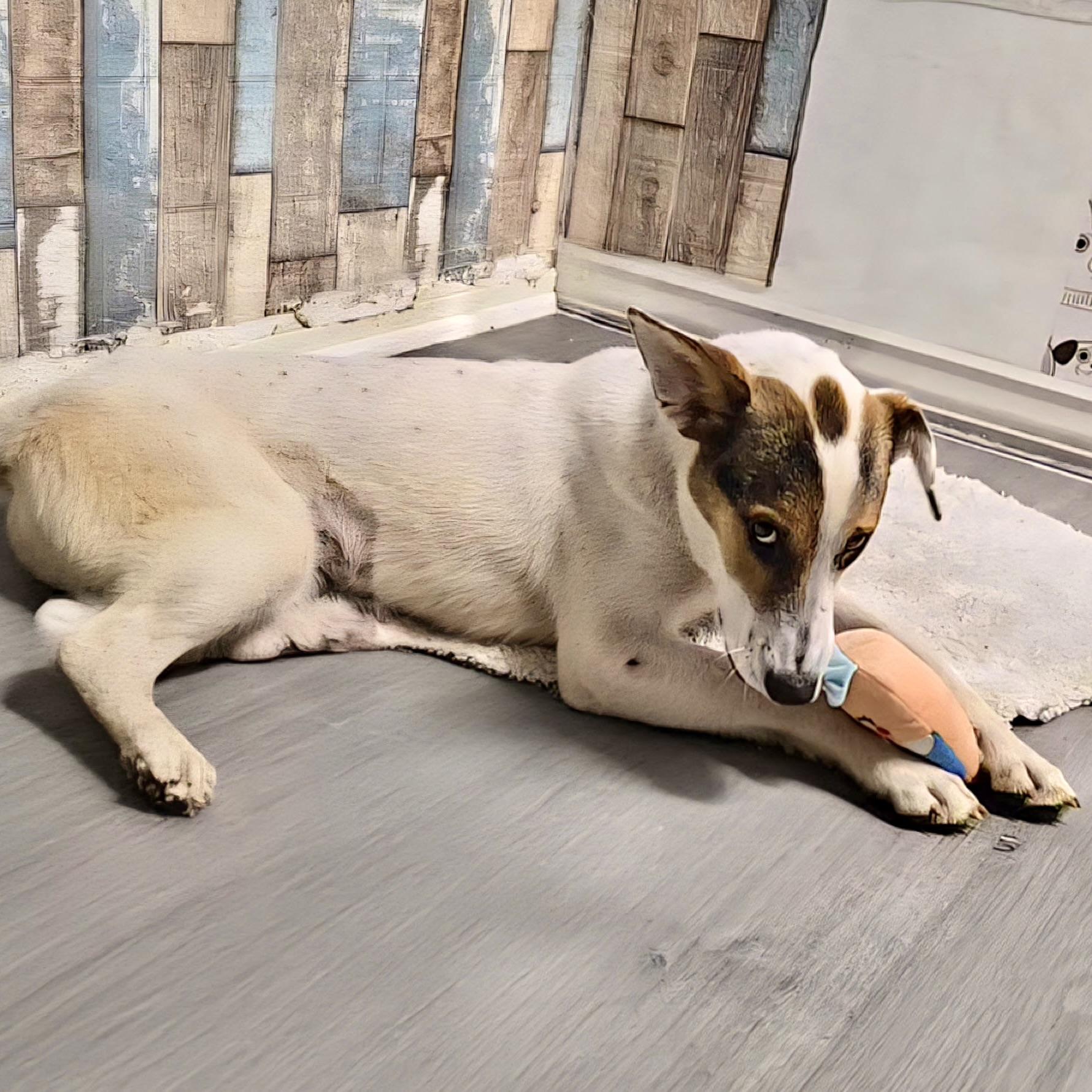 Enlarge Whitsundays, a ADOPTABLE mixed breed in New York, NY image 5/6