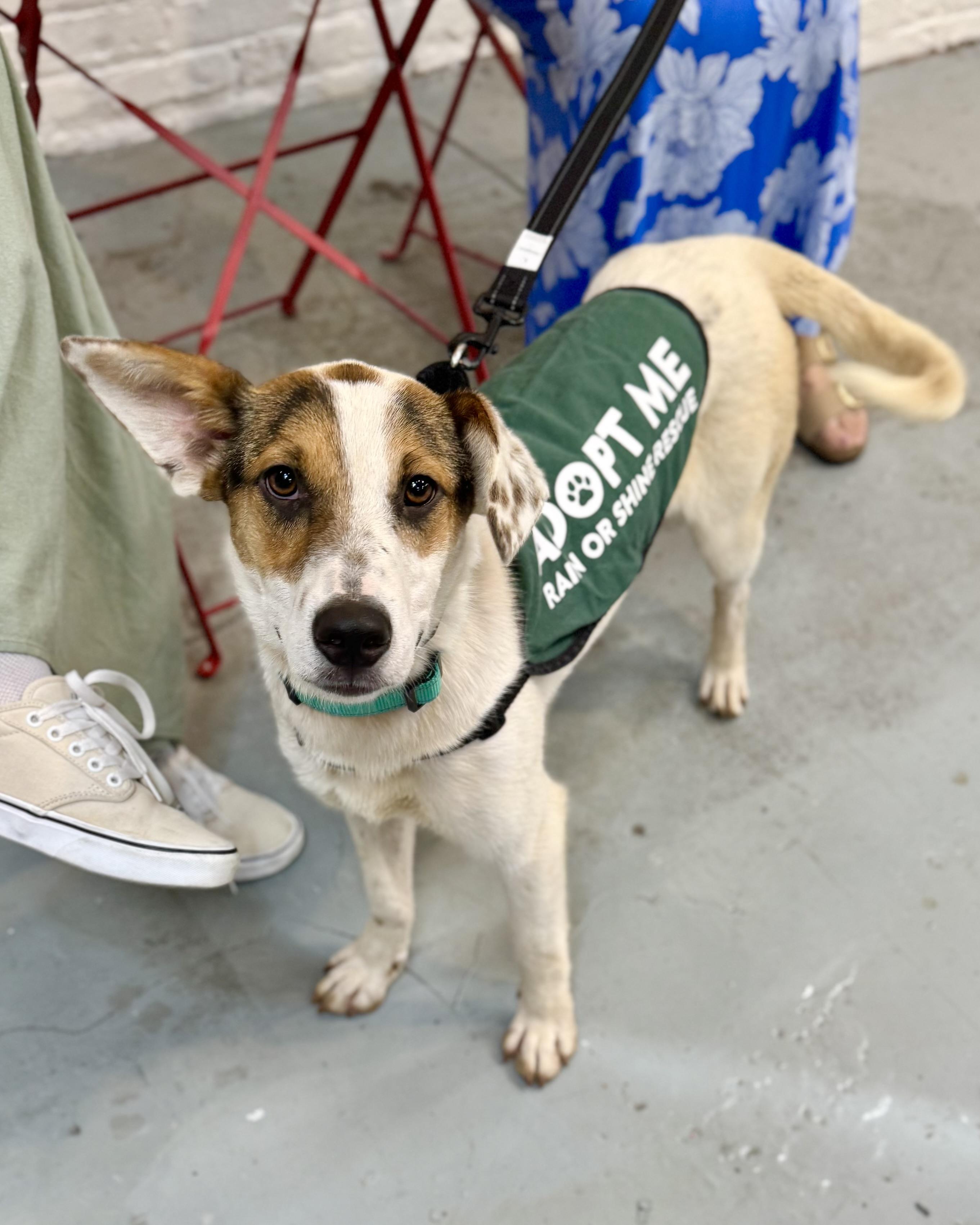 Enlarge Whitsundays, a ADOPTABLE mixed breed in New York, NY image 3/6