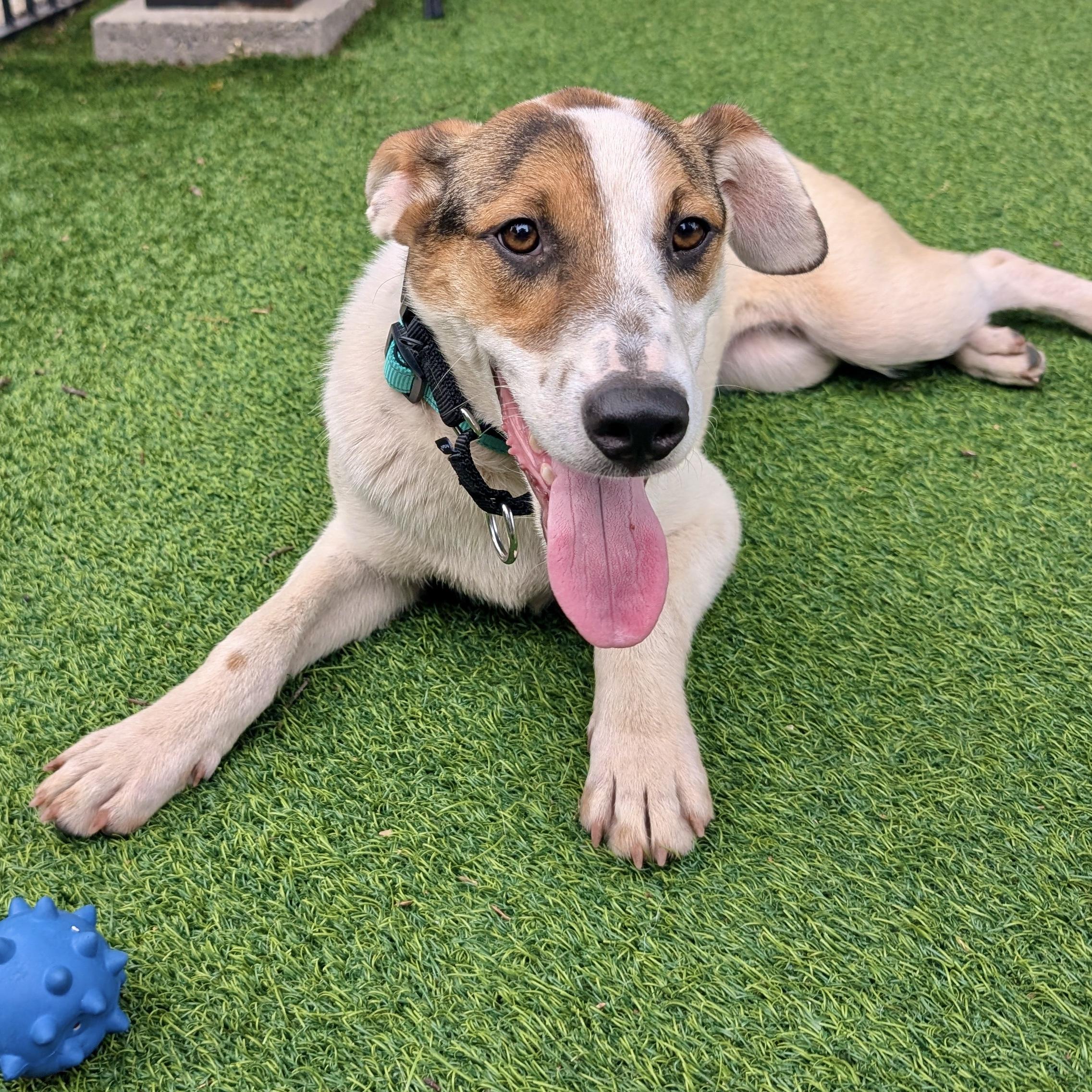Enlarge Whitsundays, a ADOPTABLE mixed breed in New York, NY image 4/6