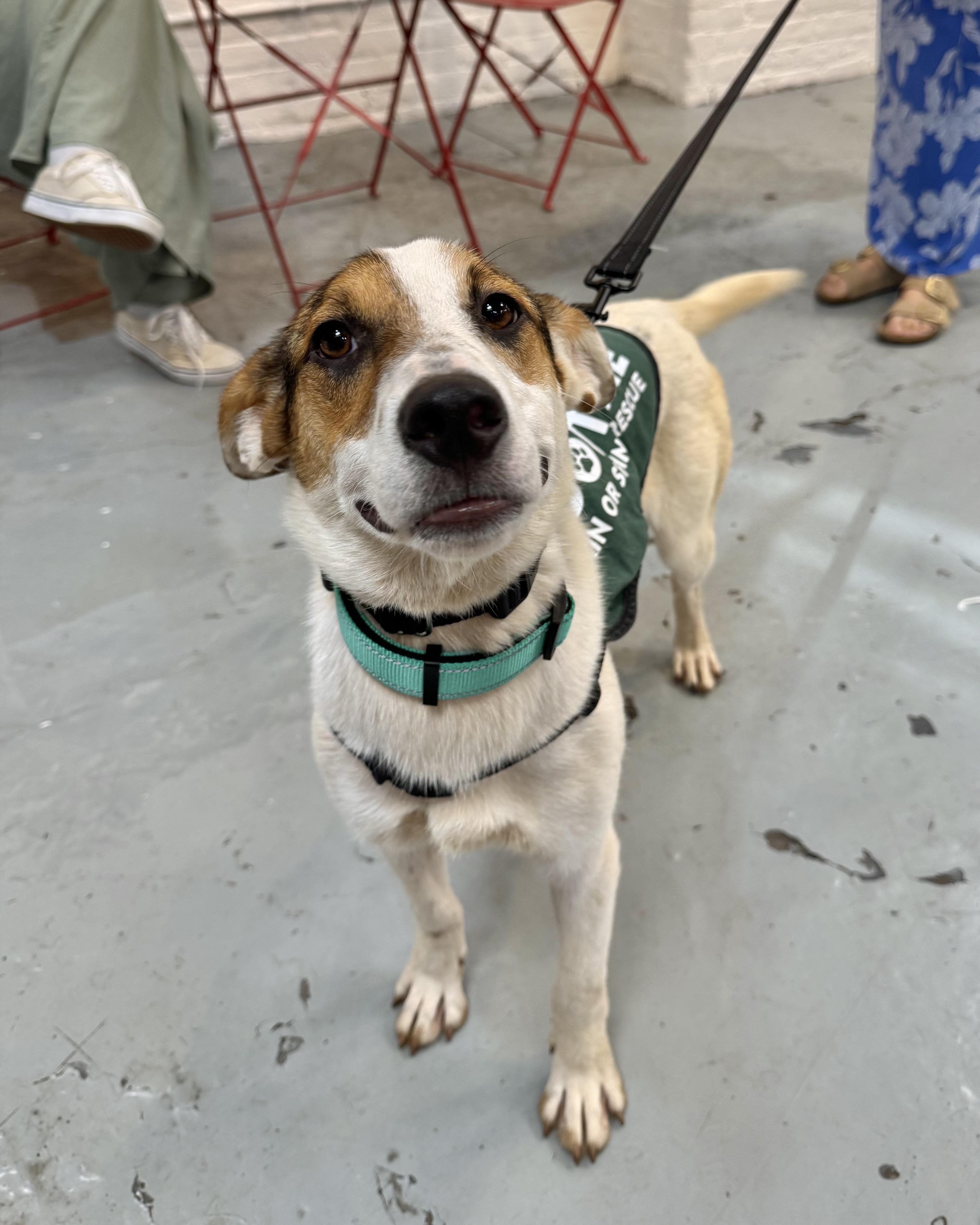 Enlarge Whitsundays, a ADOPTABLE mixed breed in New York, NY image 1/6