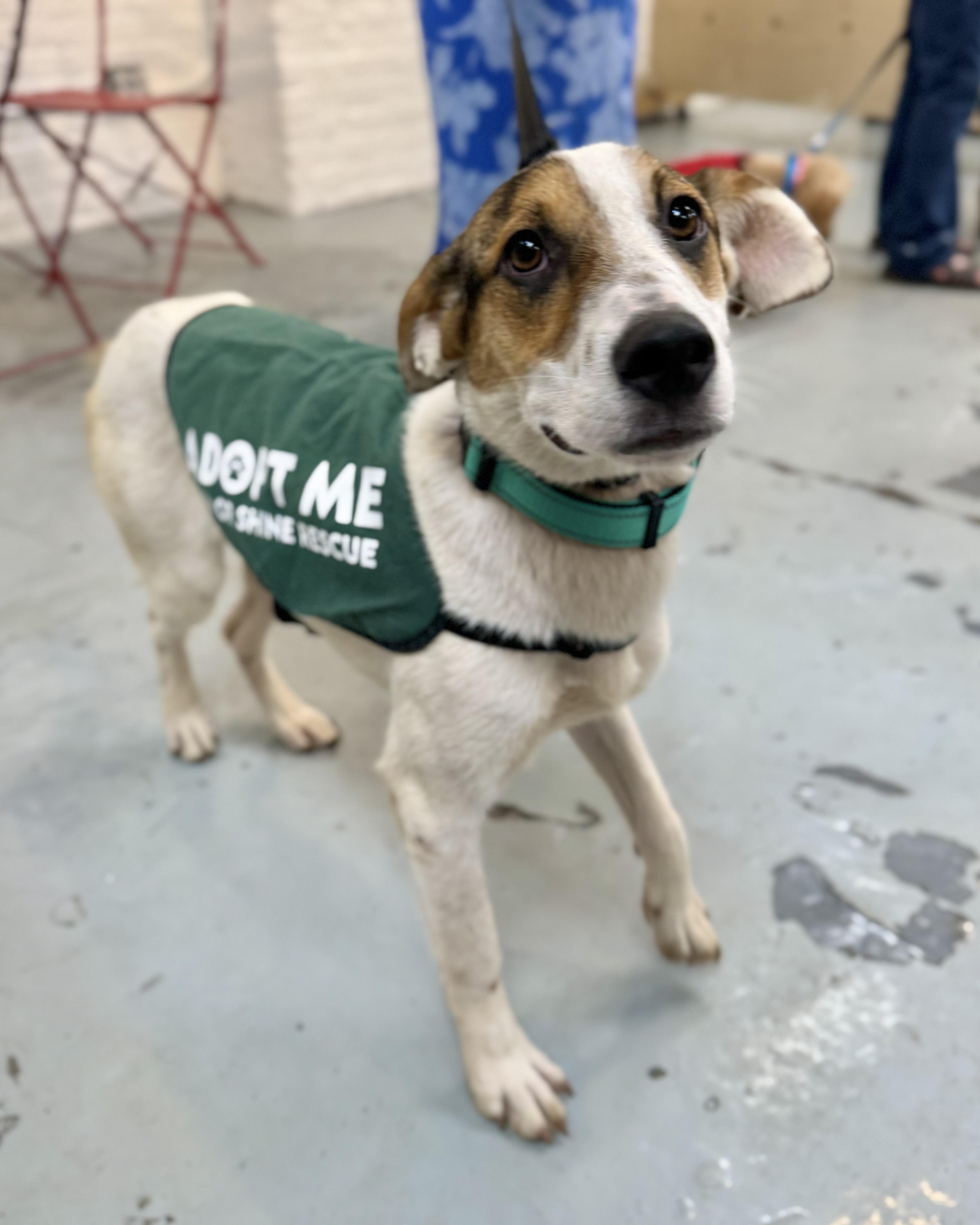 Enlarge Whitsundays, a ADOPTABLE mixed breed in New York, NY image 2/6
