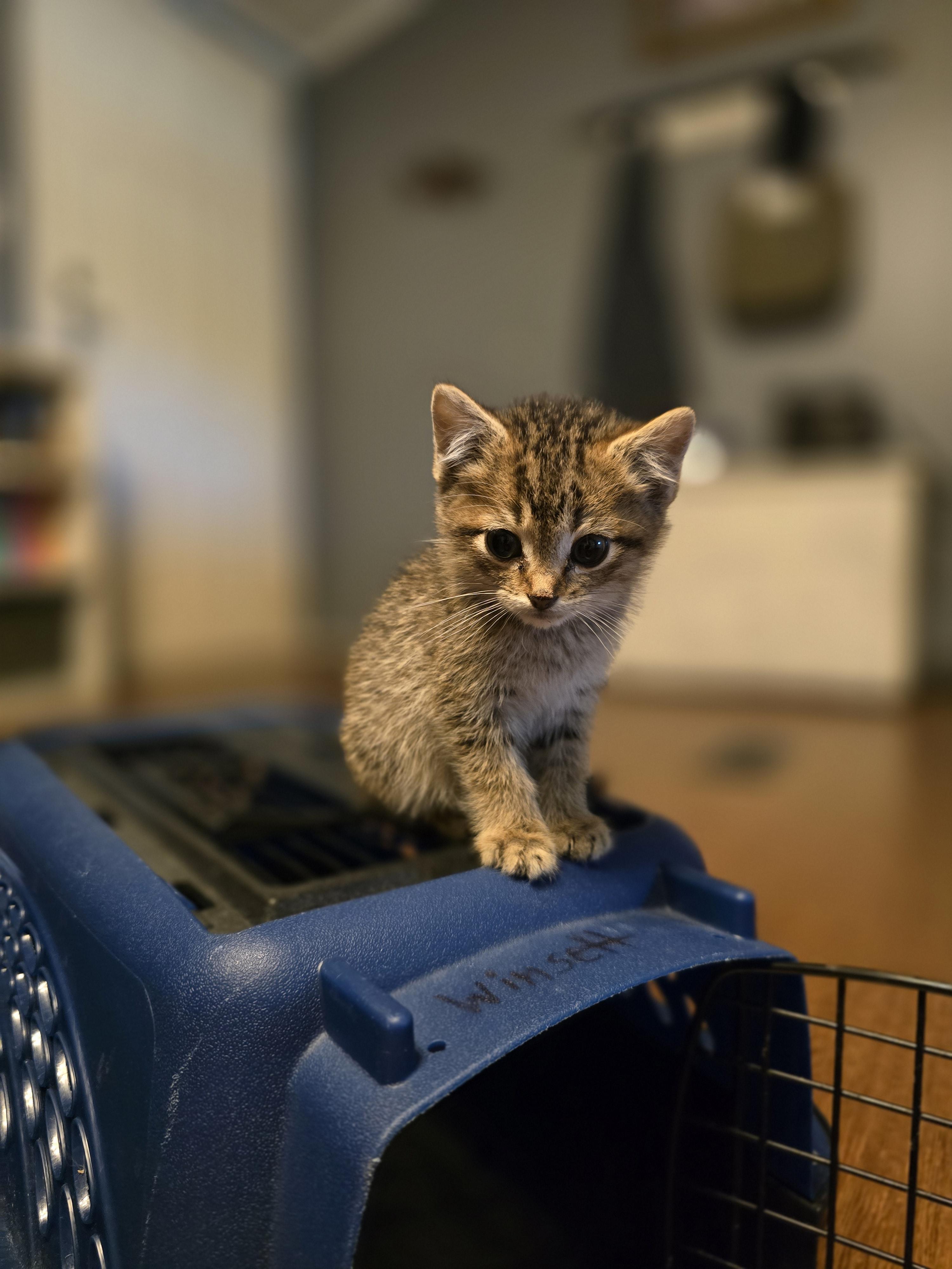 Octavia, a Adoptable mixed breed in Ripley, TN image 2/4