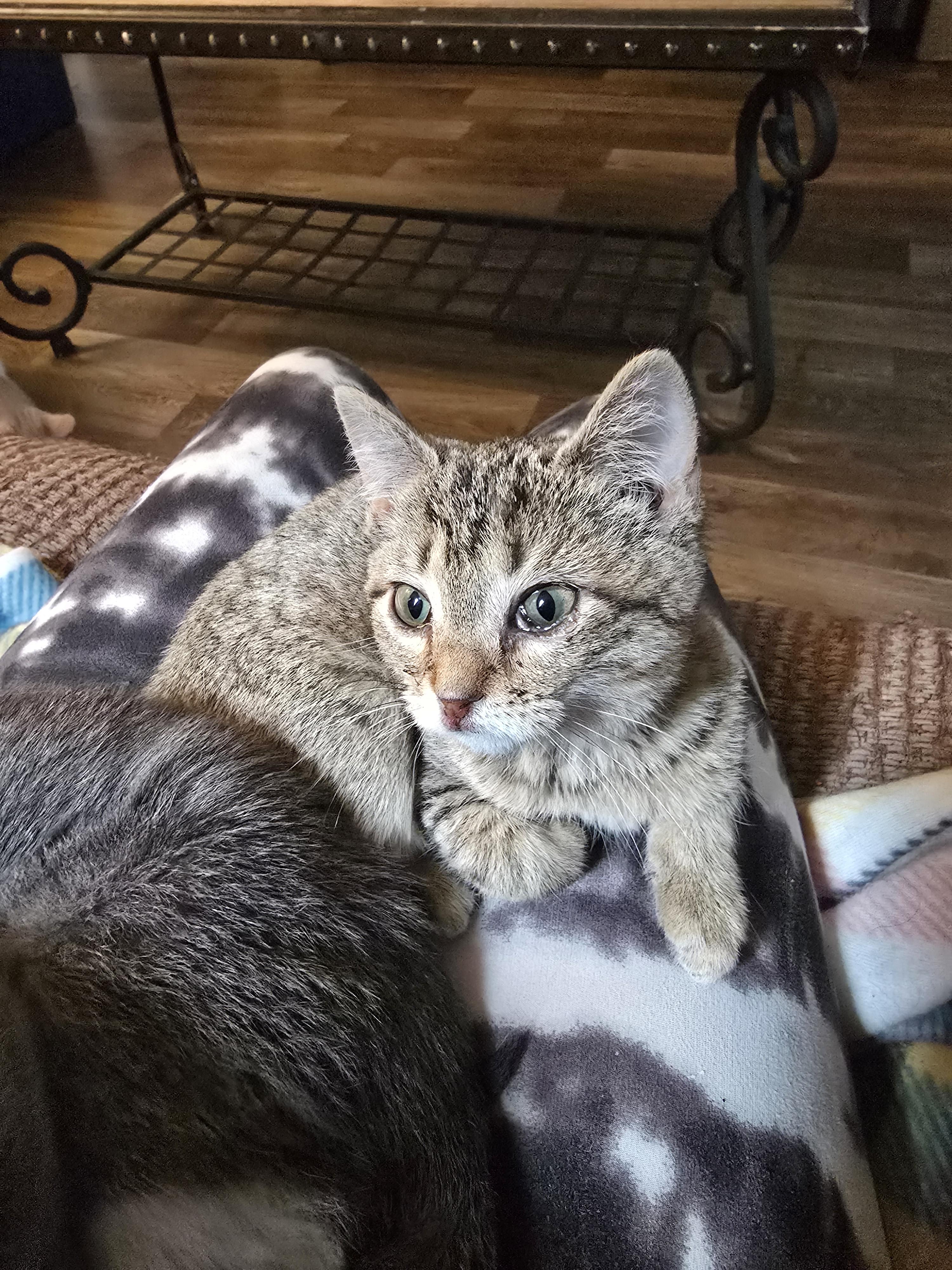 Octavia, Adoptable, Young Female Domestic Short Hair.