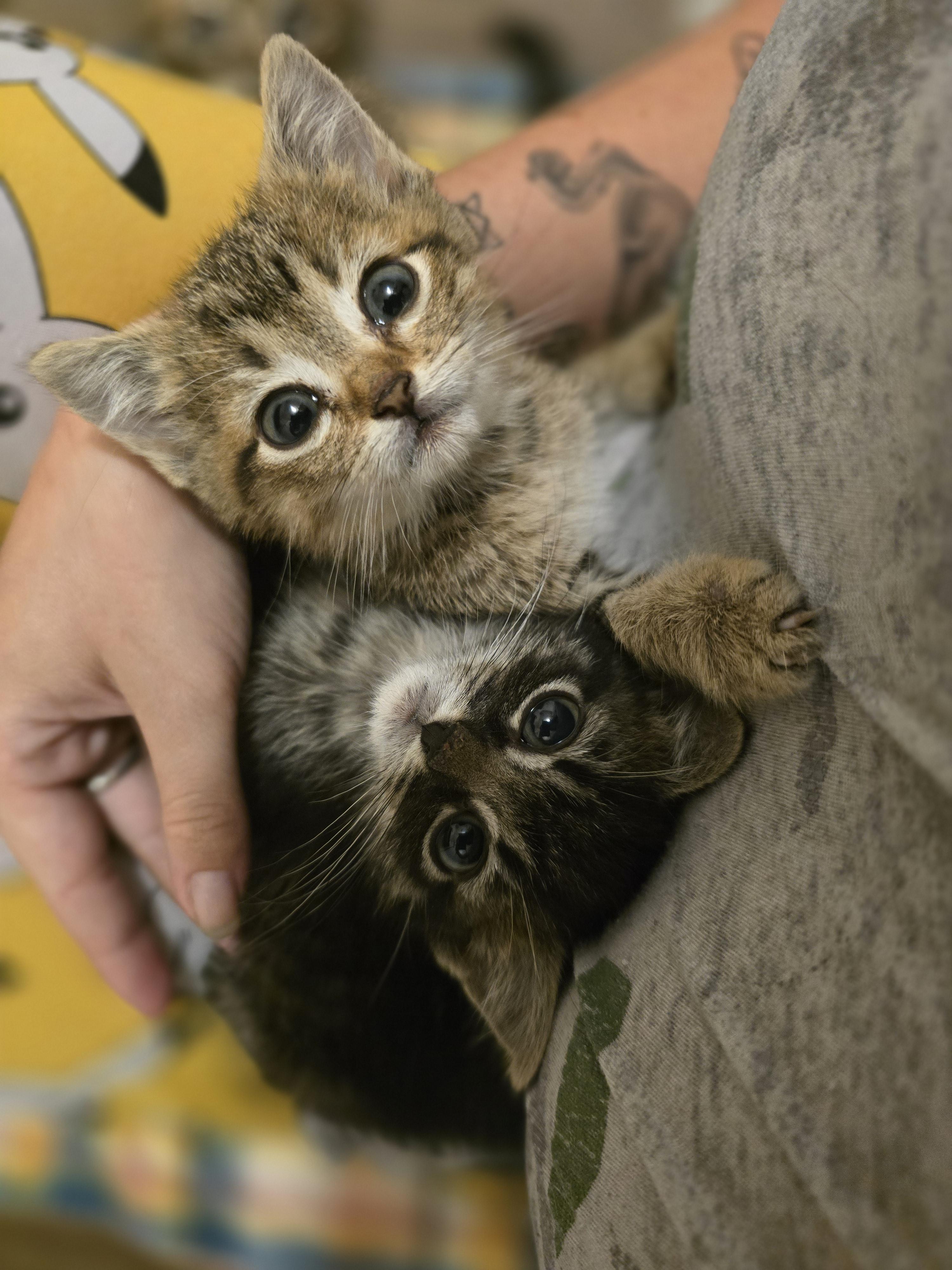 Octavia, a Adoptable mixed breed in Ripley, TN image 3/4