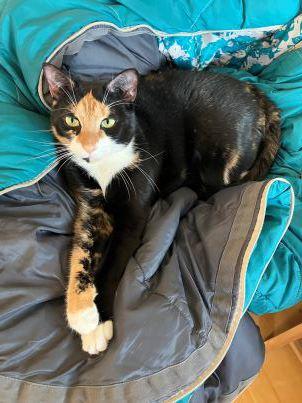 Laguna/ Monica/ Kailua, Adoptable, Adult Female Domestic Short Hair & Domestic Short Hair.