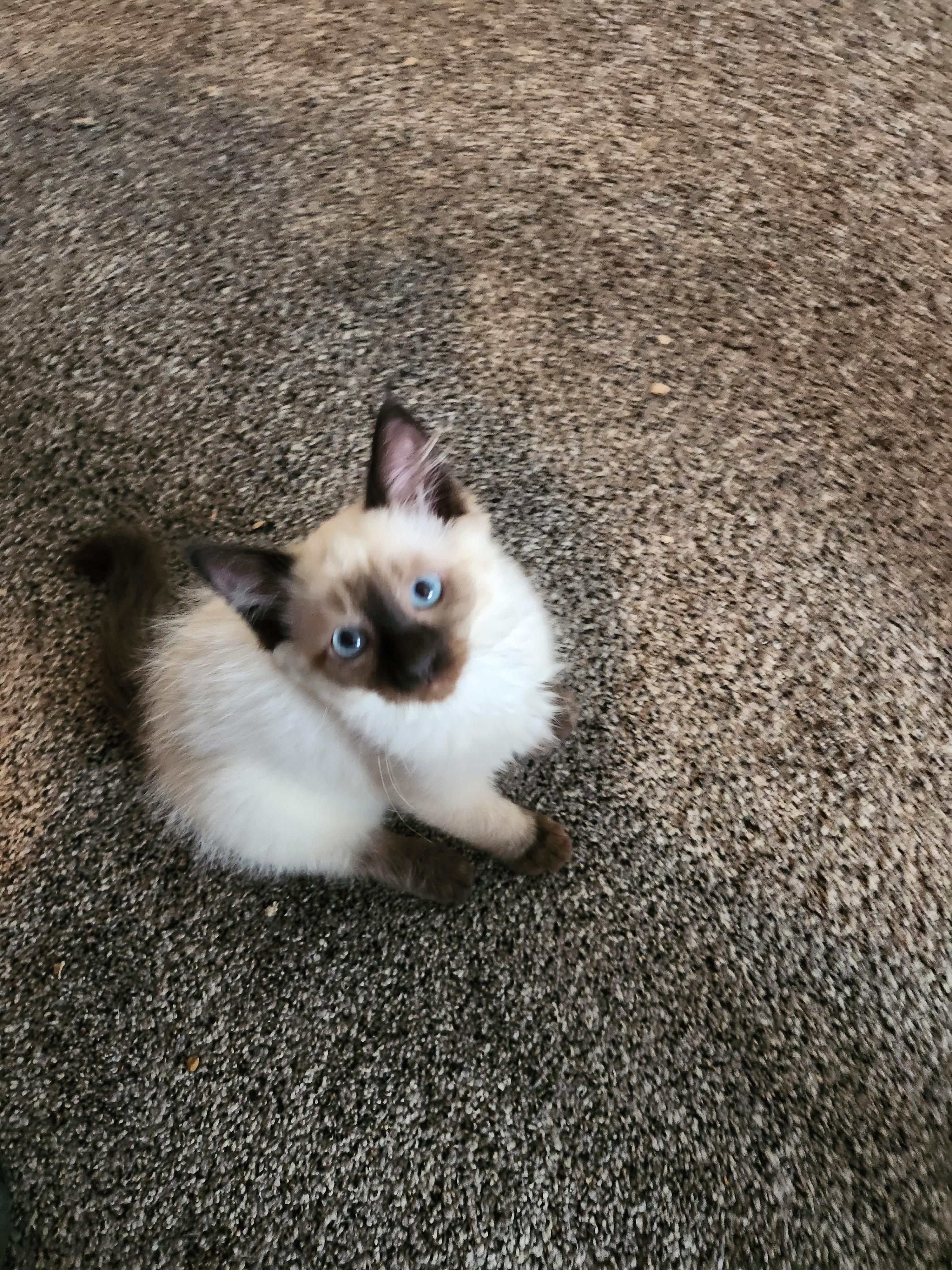 Dela, a Adopted Siamese in North Ogden, UT image 4/6