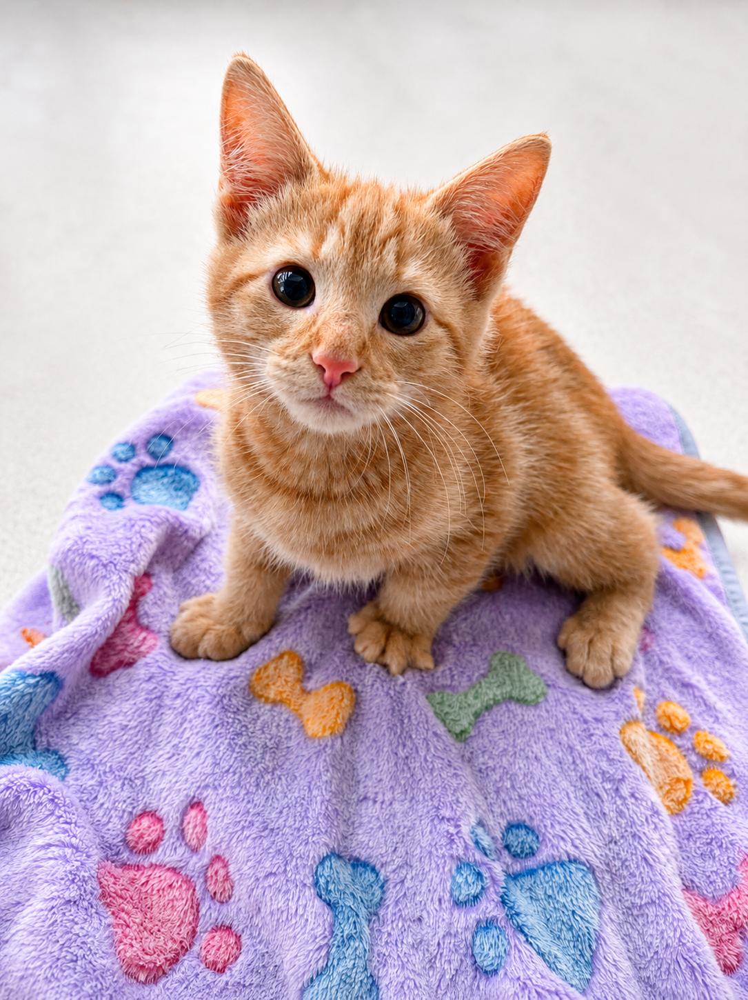 Buddy, Adopted, Young Male Domestic Medium Hair.