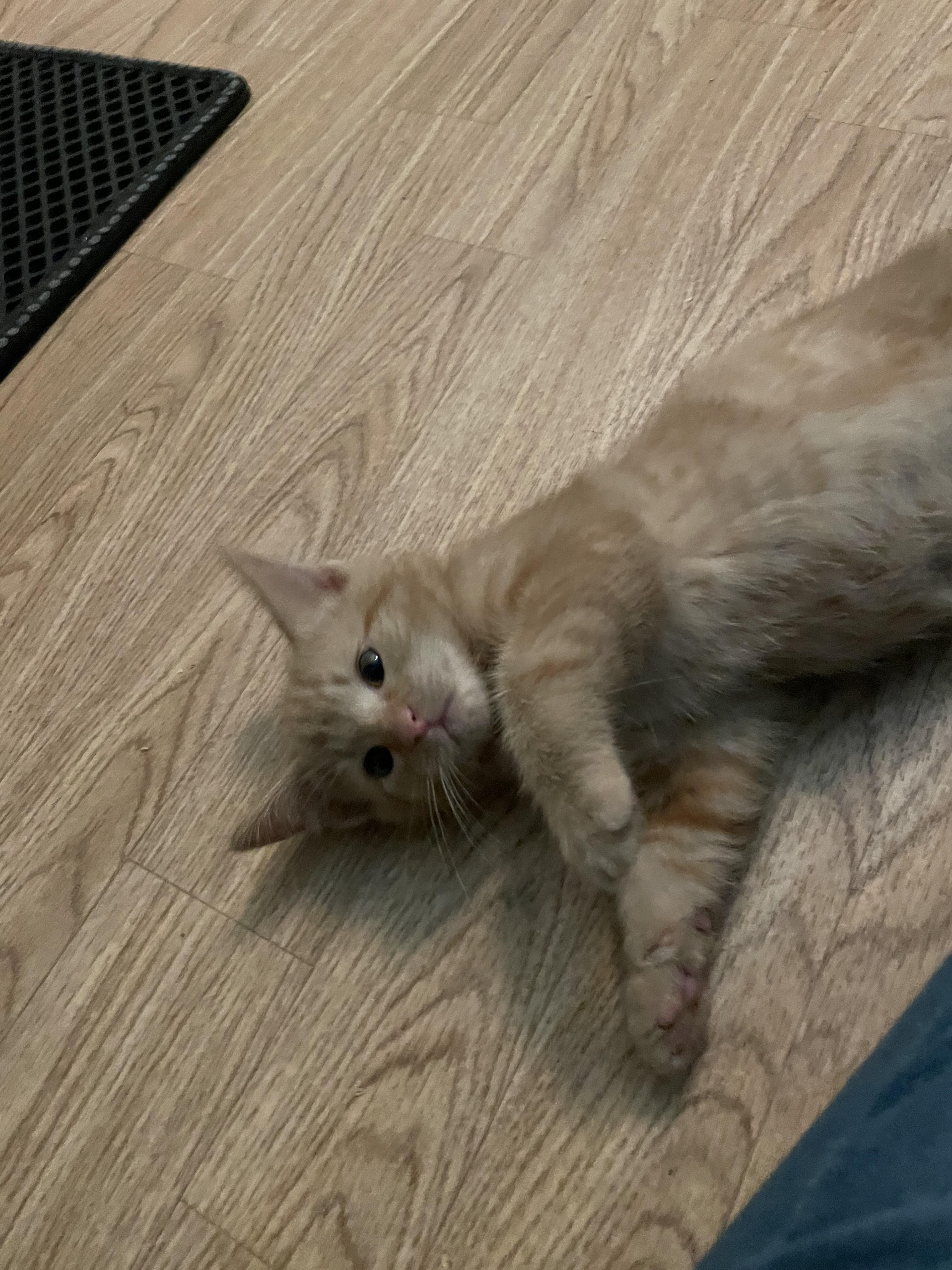 Buddy, a Adopted Domestic Medium Hair in Rio Linda, CA image 2/3