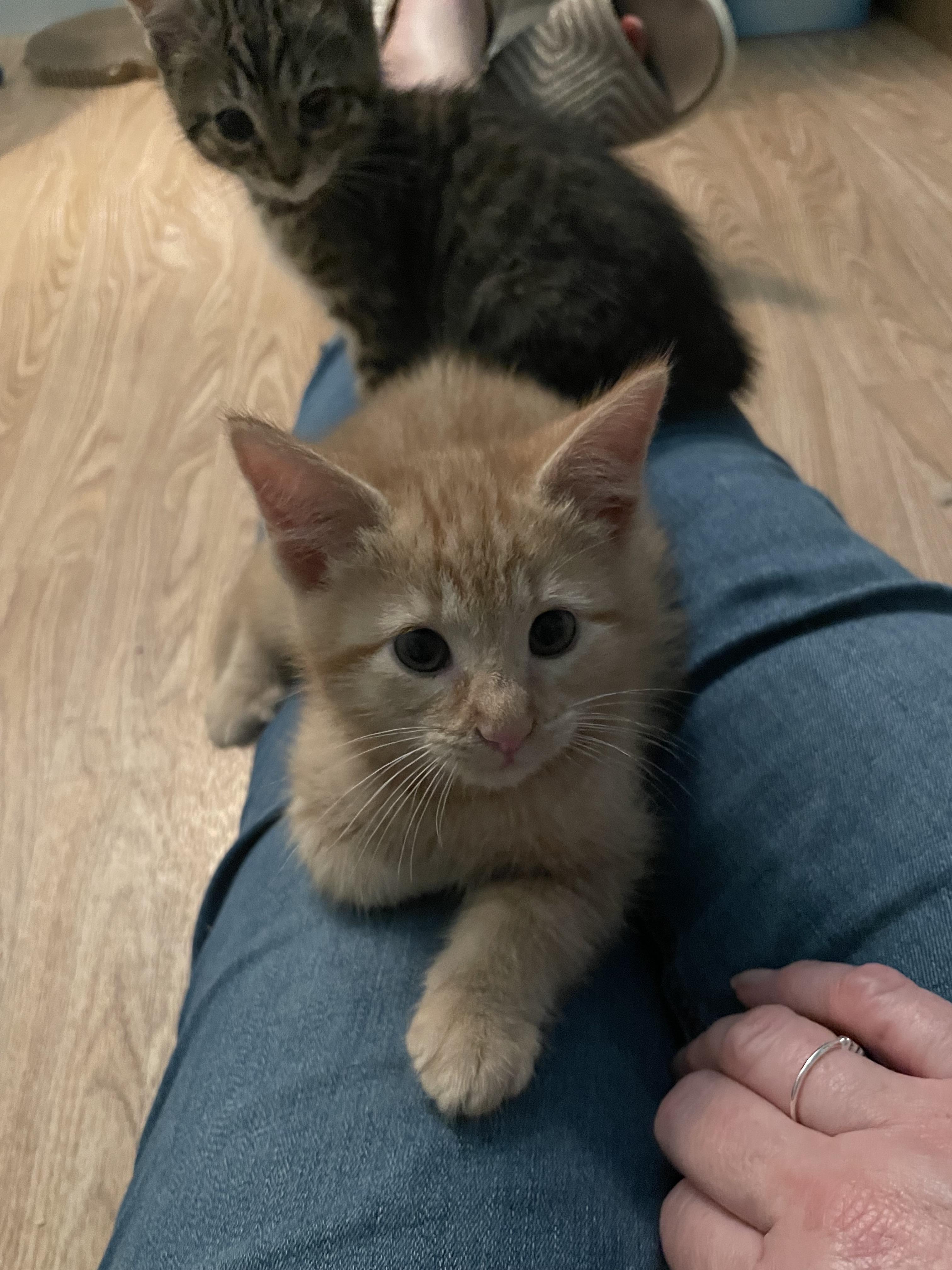 Buddy, a Adopted Domestic Medium Hair in Rio Linda, CA image 3/3