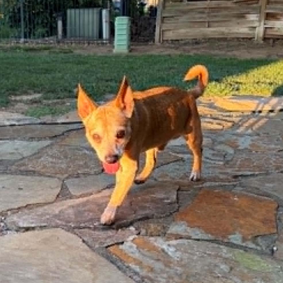 Enlarge Ralphie, a Adoptable mixed breed in Olathe, KS image 1/4