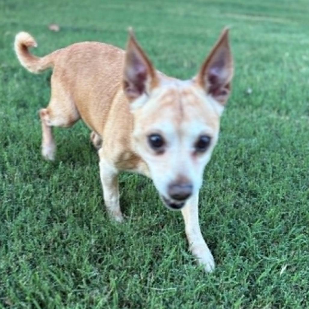 Enlarge Ralphie, a Adoptable mixed breed in Olathe, KS image 2/4