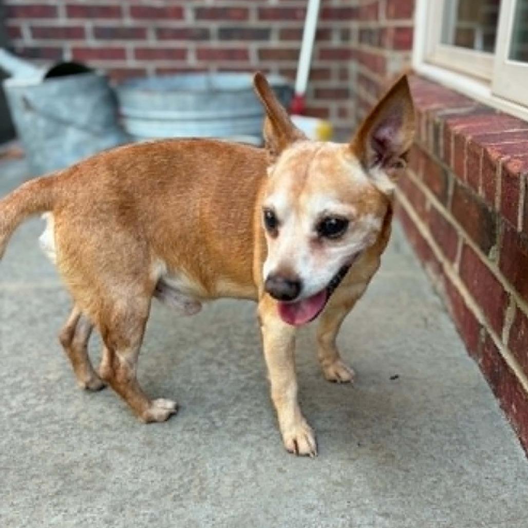 Enlarge Ralphie, a Adoptable mixed breed in Olathe, KS image 3/4