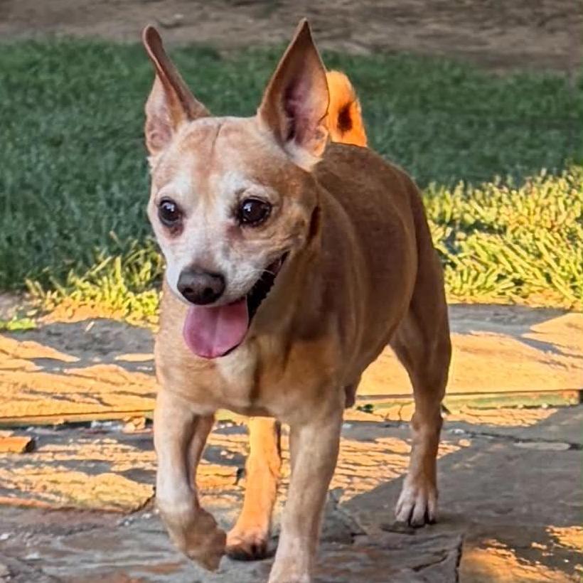 Enlarge Ralphie, a Adoptable mixed breed in Olathe, KS image 4/4