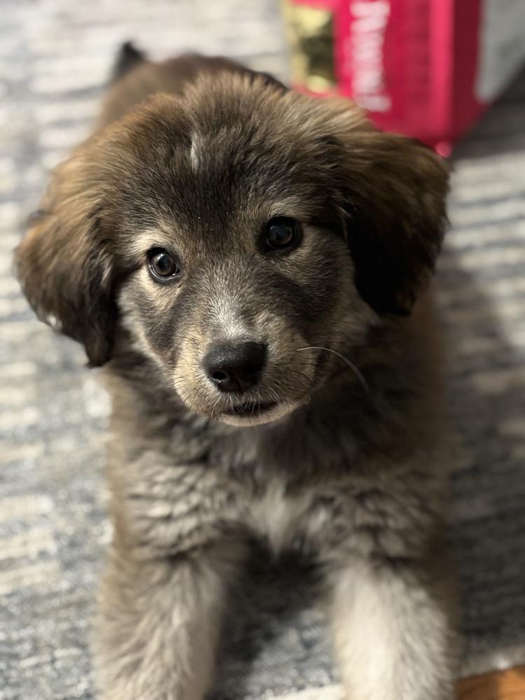 Enlarge Marley, a Adoptable mixed breed in Dacula, GA image 2/6