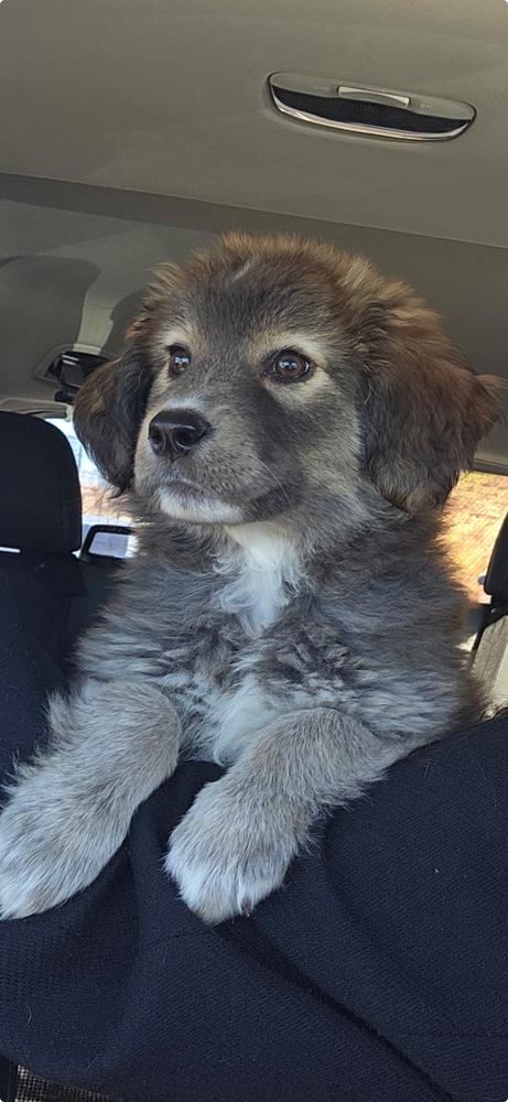 Enlarge Marley, a Adoptable mixed breed in Dacula, GA image 5/6