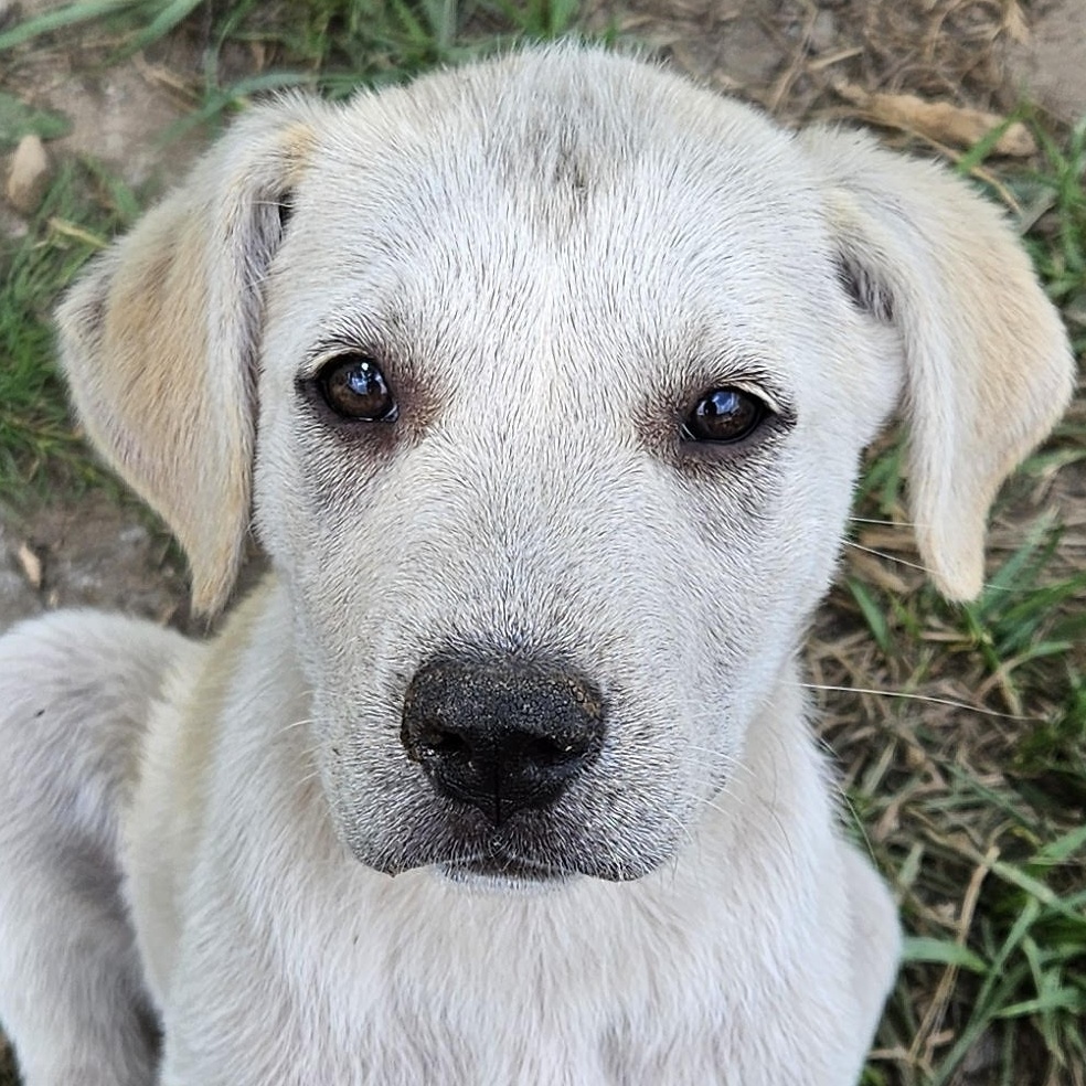 Dog for adoption Ireland Idol, an Anatolian Shepherd & Hound Mix in Woburn, MA Petfinder