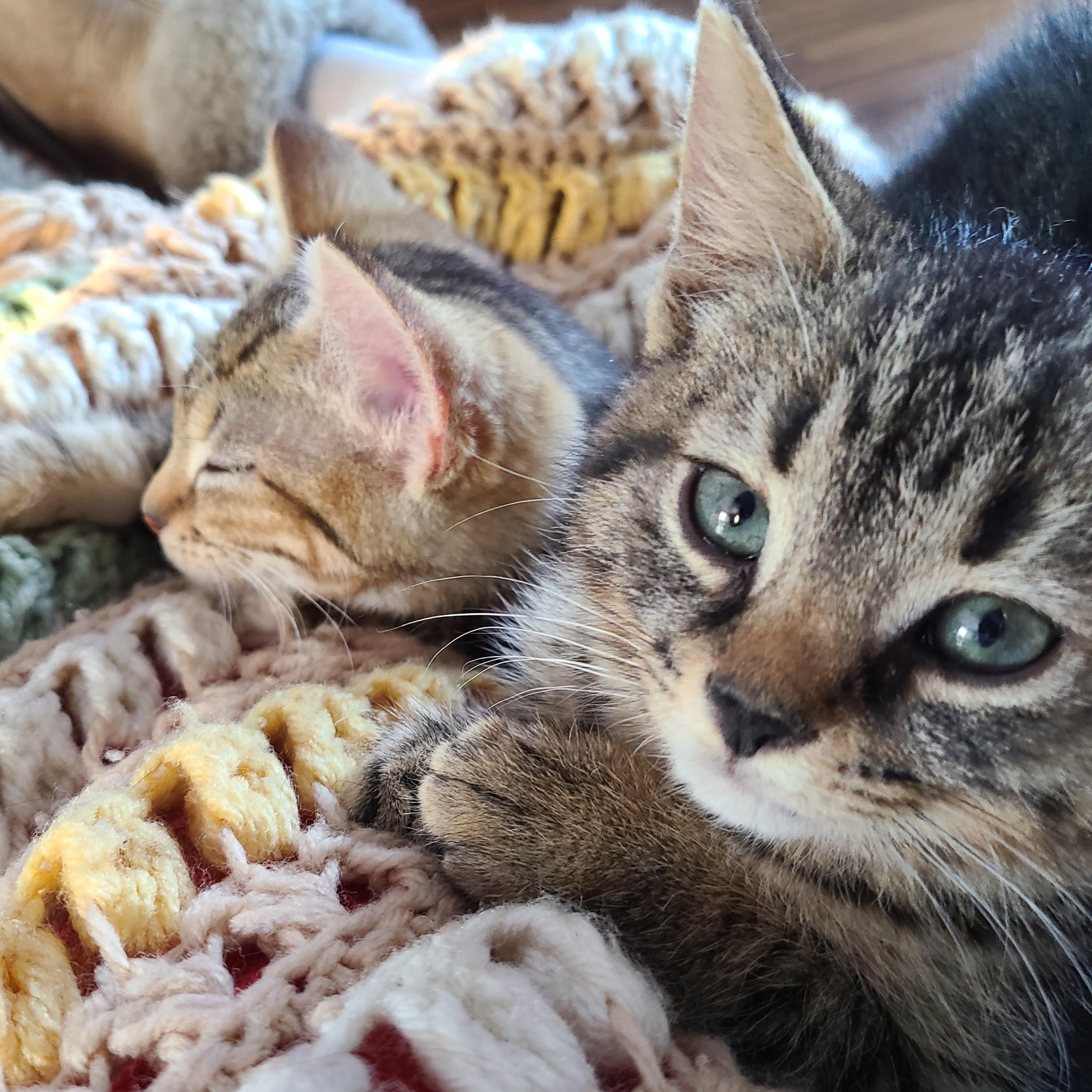 Teddy, adoptable, Kitten Male Domestic Short Hair.