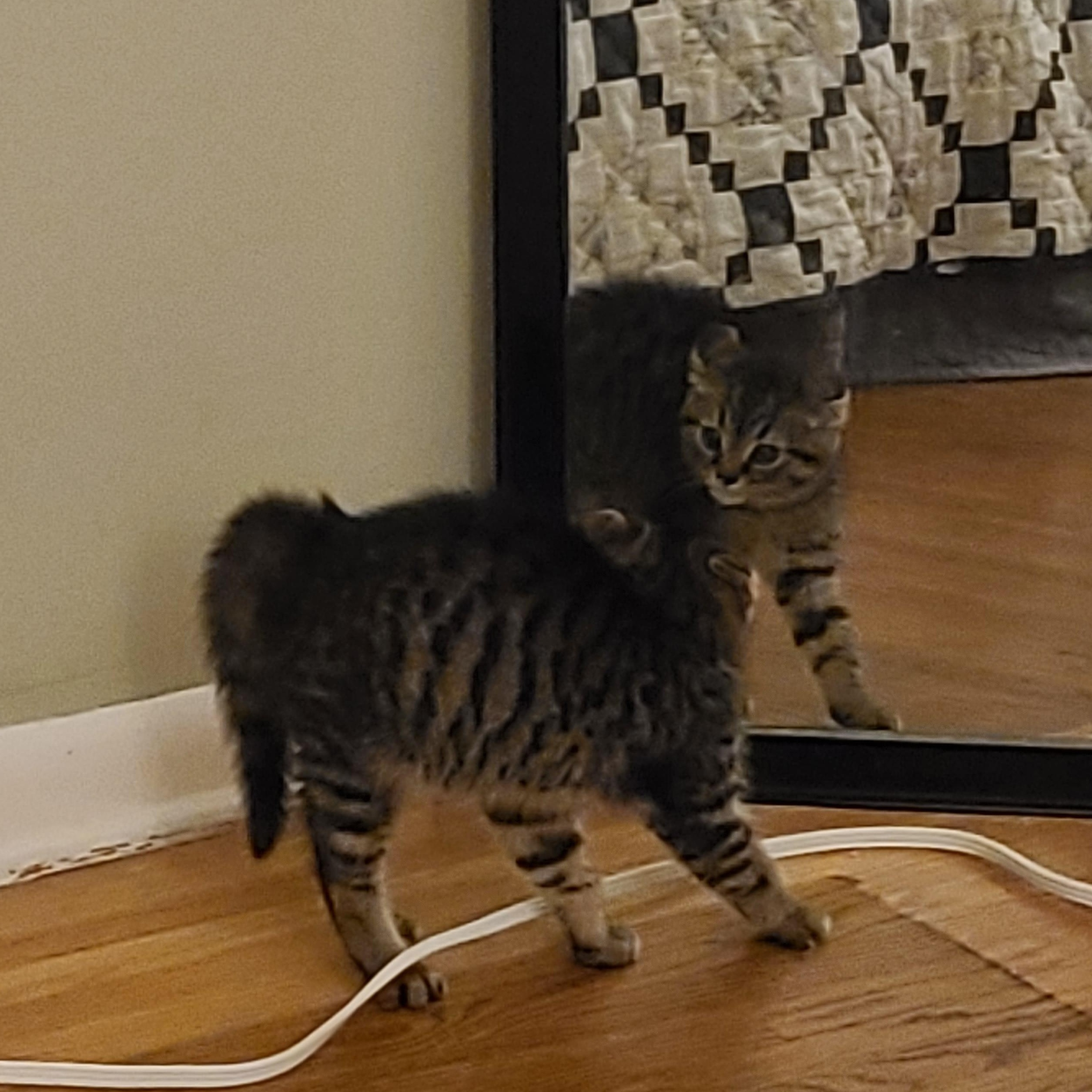 Enlarge Teddy, an adoptable Domestic Short Hair in Minneapolis, MN image 2/3