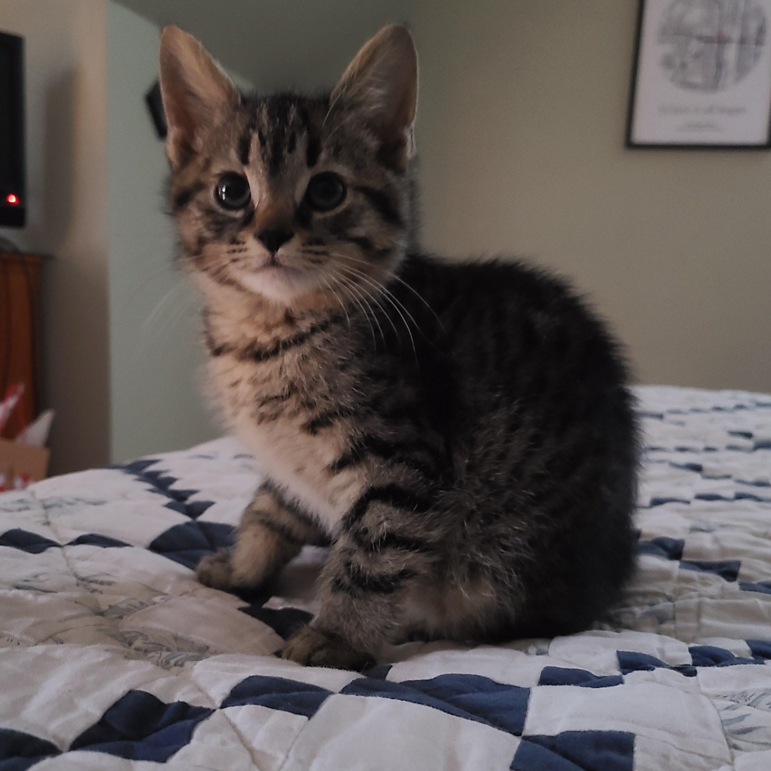 Enlarge Teddy, an adoptable Domestic Short Hair in Minneapolis, MN image 3/3