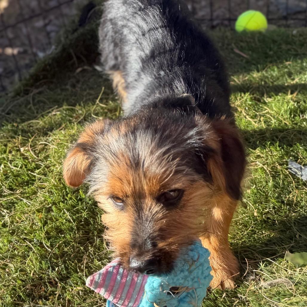 Geoffrey, Adoptable, Puppy Male Yorkshire Terrier & Dachshund.