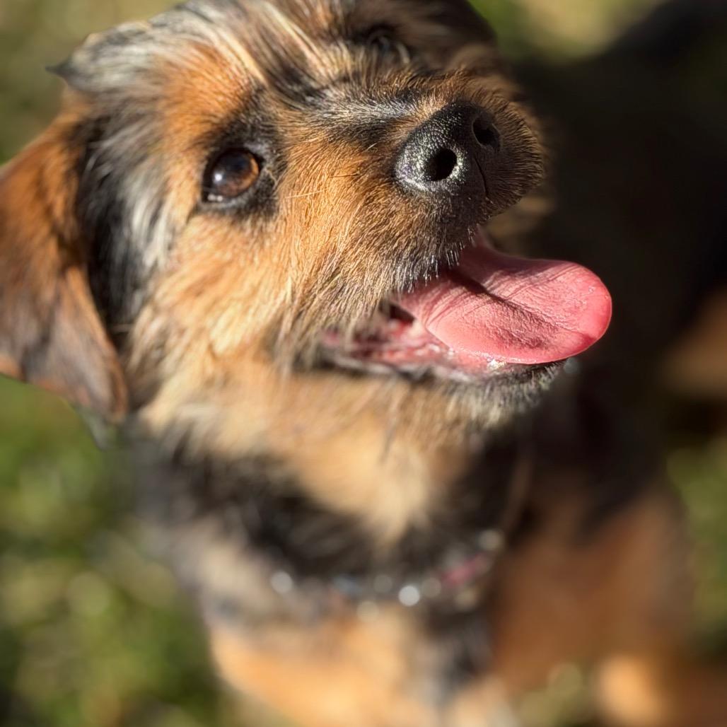 Enlarge Geoffrey, a Adoptable mixed breed in Phoenix, AZ image 2/5