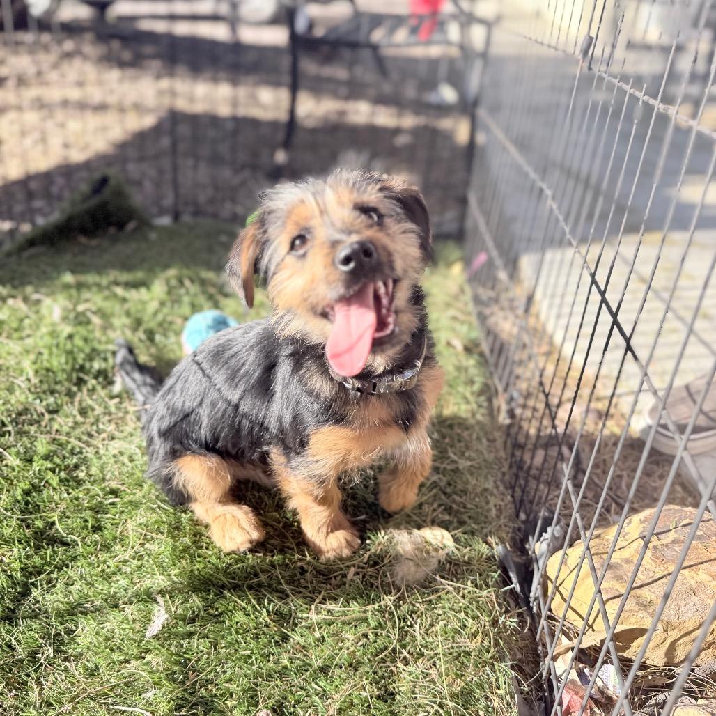 Enlarge Geoffrey, a Adoptable mixed breed in Phoenix, AZ image 3/5