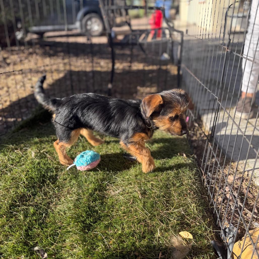 Enlarge Geoffrey, a Adoptable mixed breed in Phoenix, AZ image 4/5