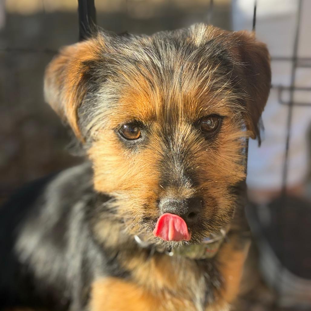 Enlarge Geoffrey, a Adoptable mixed breed in Phoenix, AZ image 5/5