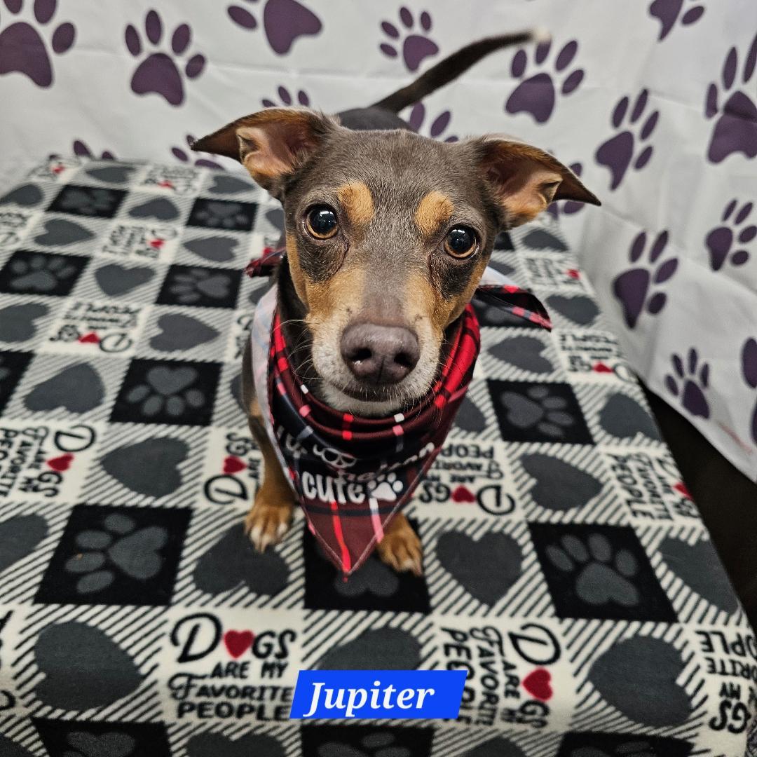 Enlarge Jupiter, a Adoptable mixed breed in Metairie, LA image 1/1