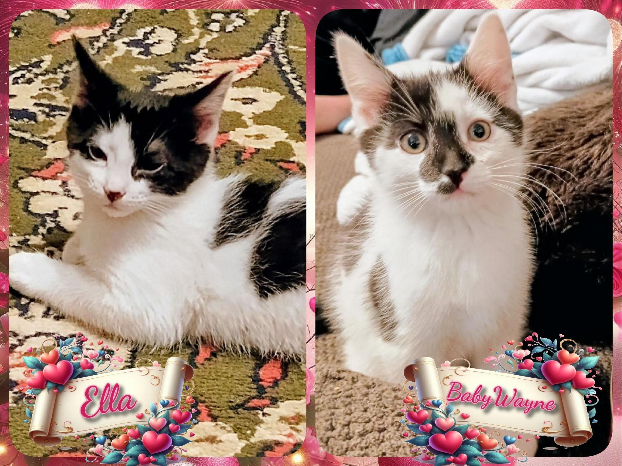 Ella & Baby Wayne, ADOPTABLE, Kitten Male Domestic Short Hair.