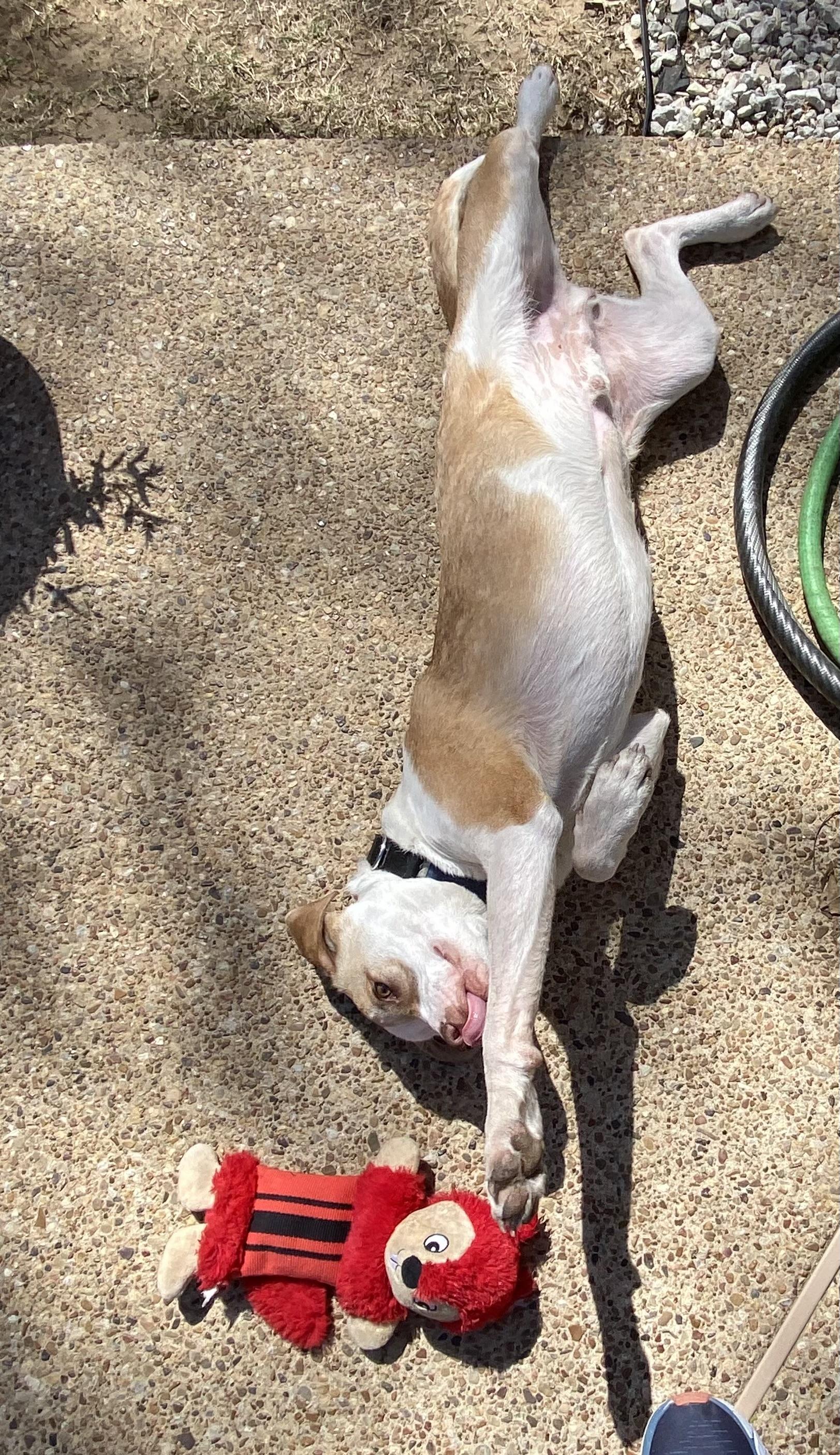 Enlarge Finn, a Adopted mixed breed in Cross Roads, TX image 1/6