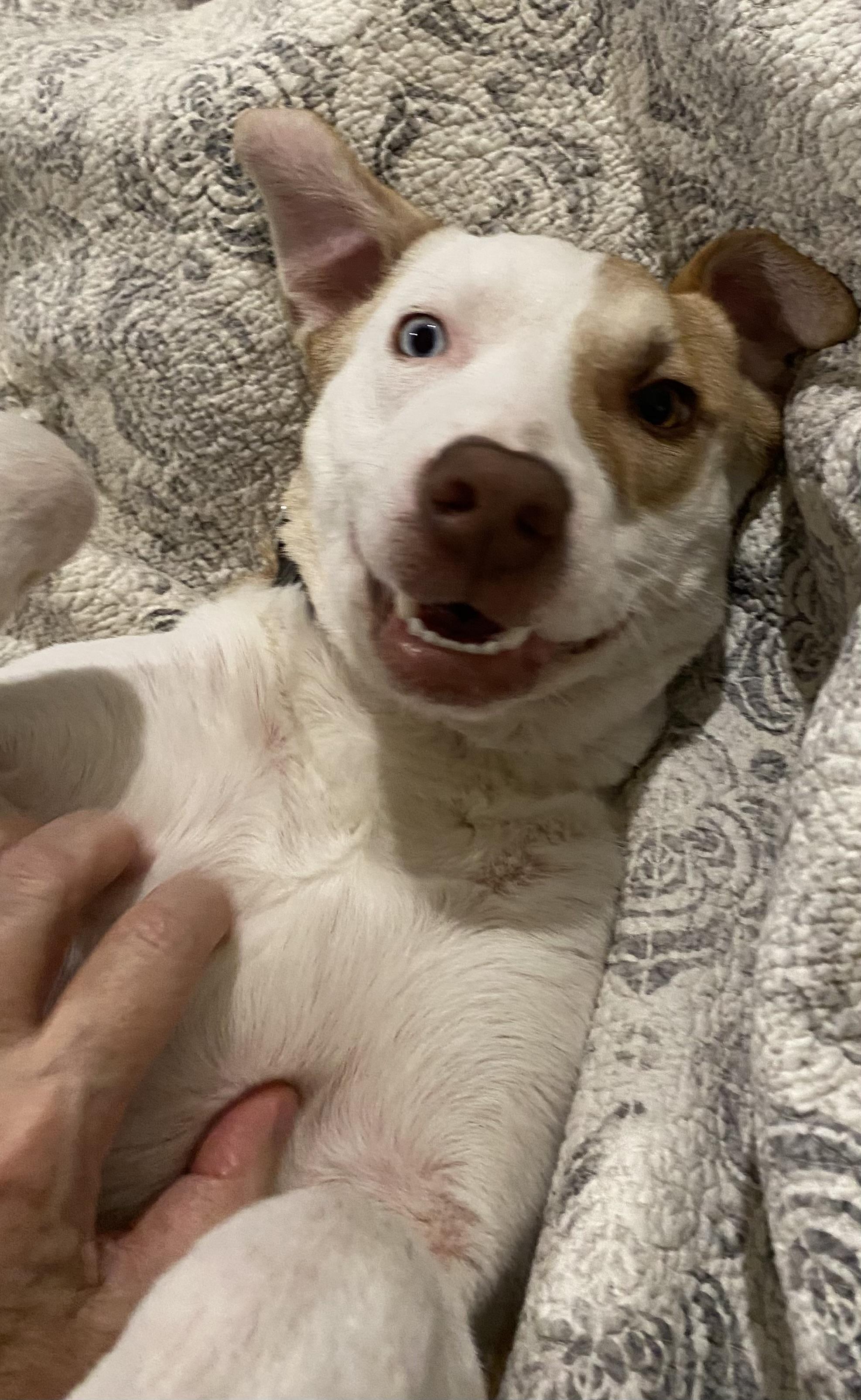 Enlarge Finn, a Adopted mixed breed in Cross Roads, TX image 2/6