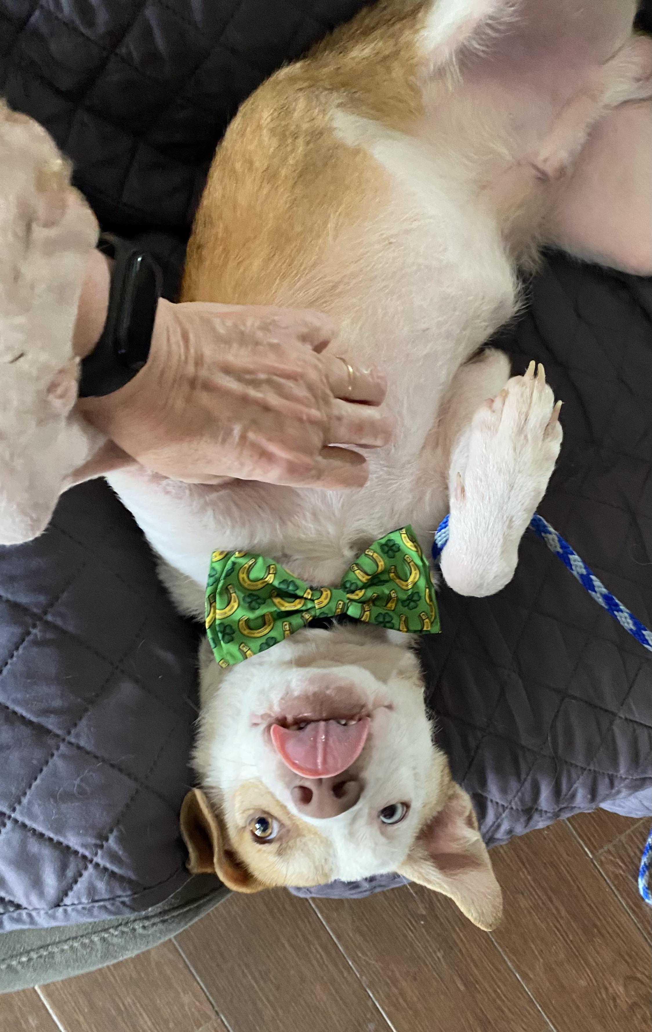 Enlarge Finn, a Adopted mixed breed in Cross Roads, TX image 3/6