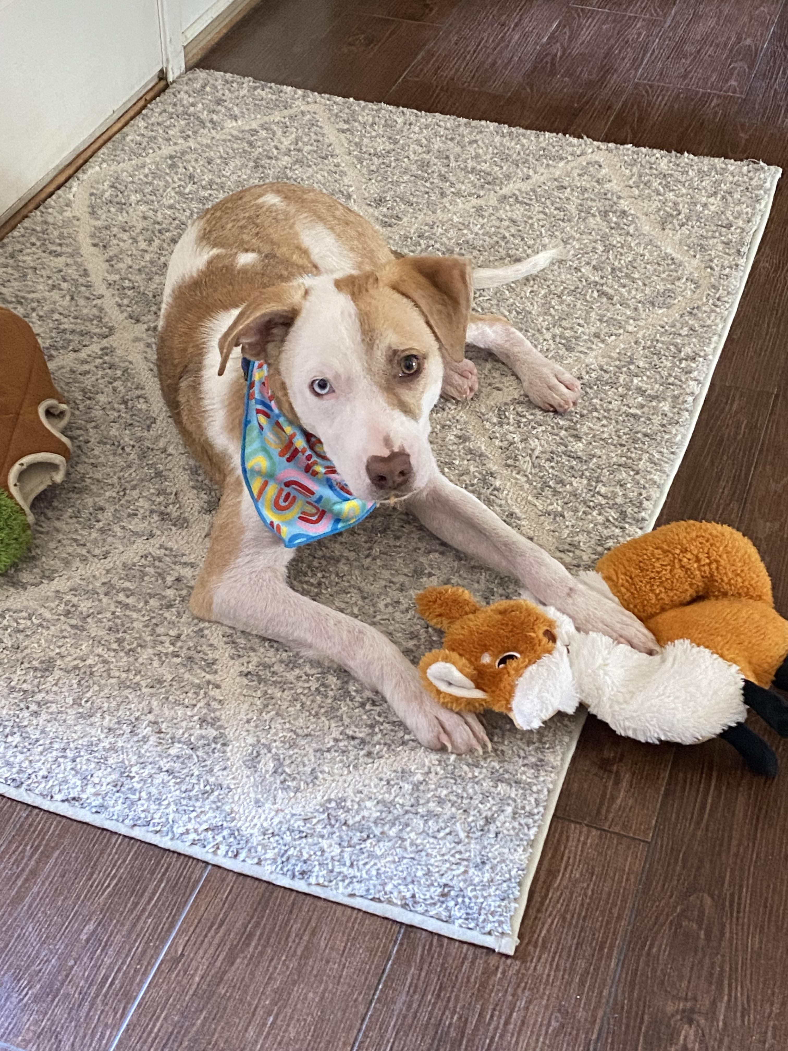 Enlarge Finn, a Adopted mixed breed in Cross Roads, TX image 4/6