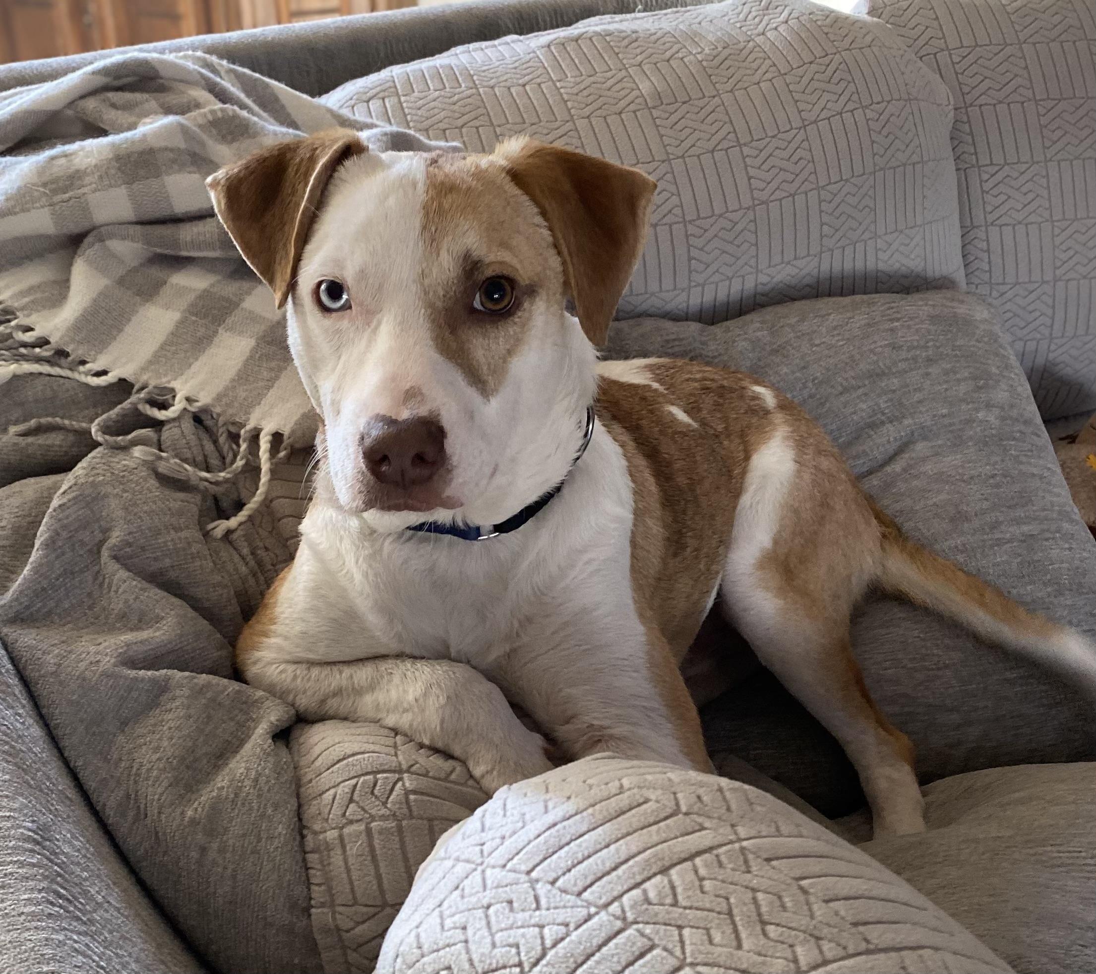 Enlarge Finn, a Adopted mixed breed in Cross Roads, TX image 5/6