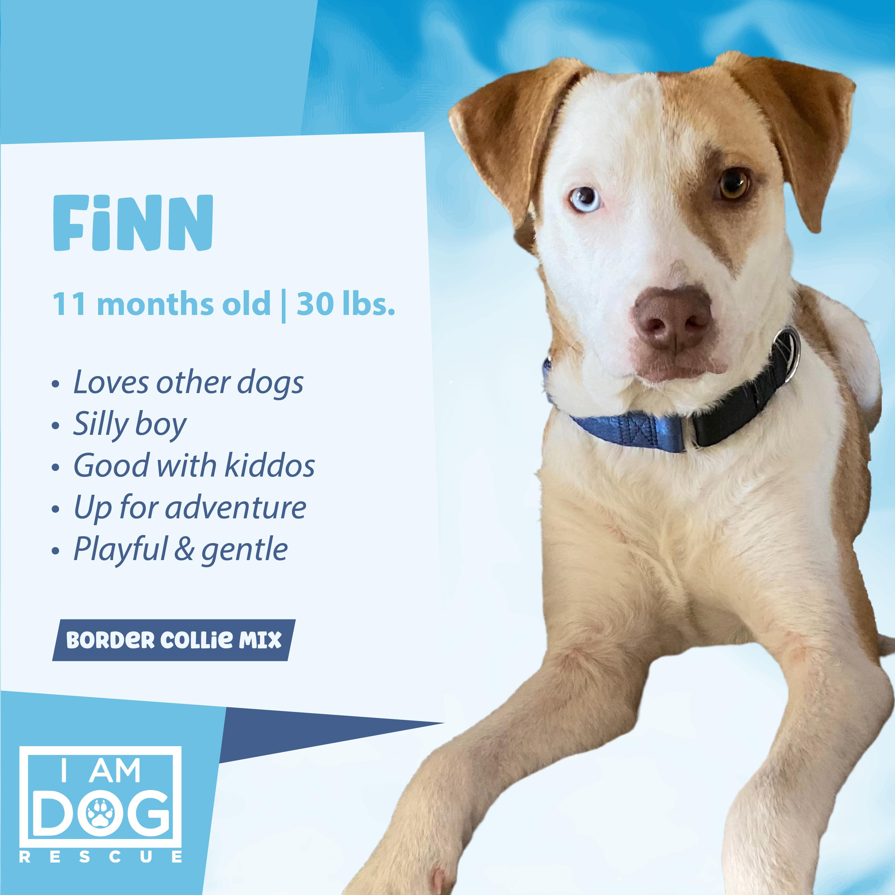 Enlarge Finn, a Adopted mixed breed in Cross Roads, TX image 6/6