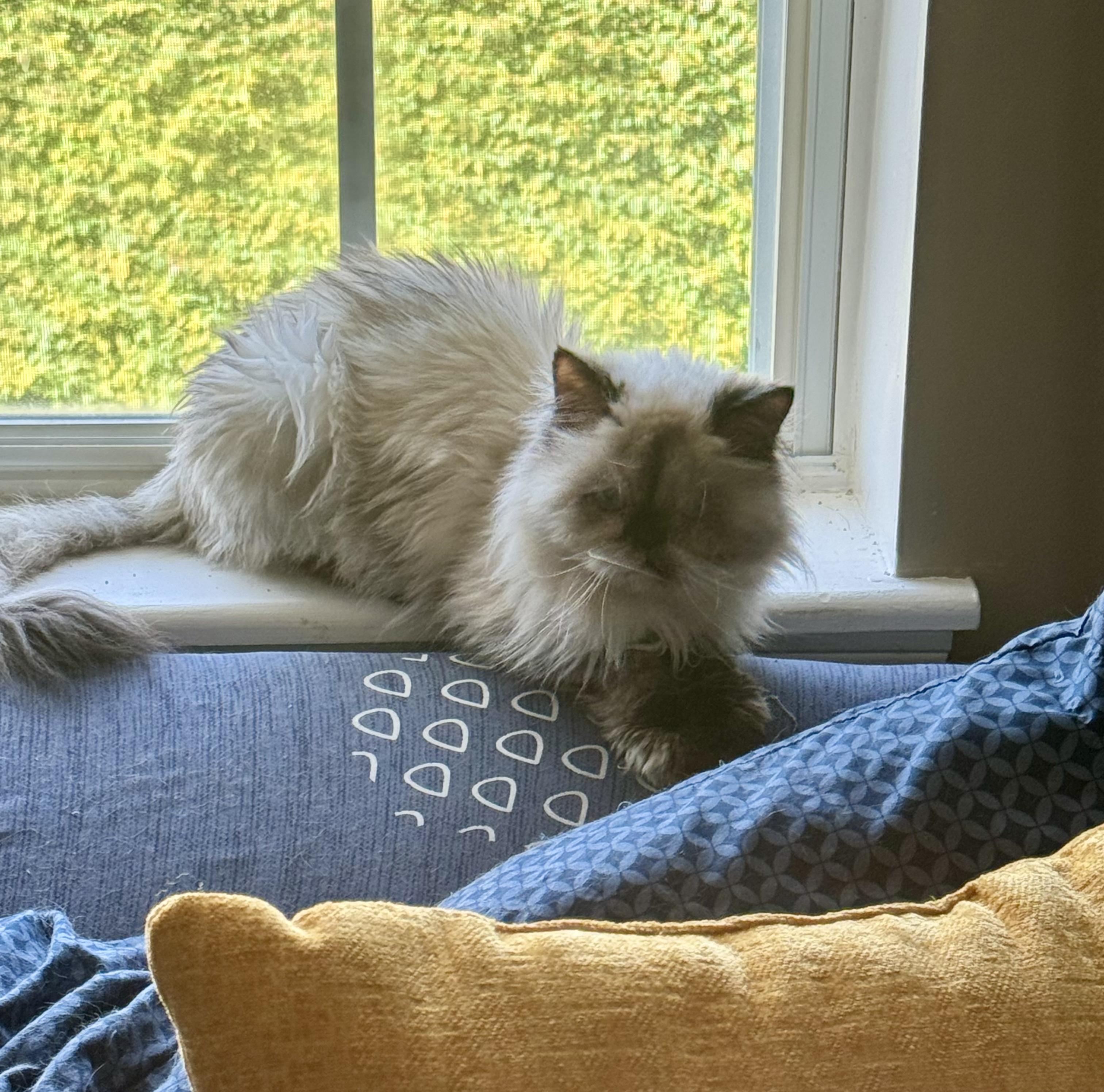 Cat for adoption Gretchen, a Persian in Galloway, NJ Petfinder