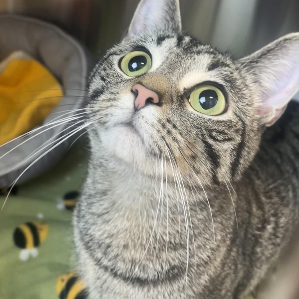 Winnie, Adoptable, Young Female Domestic Short Hair.