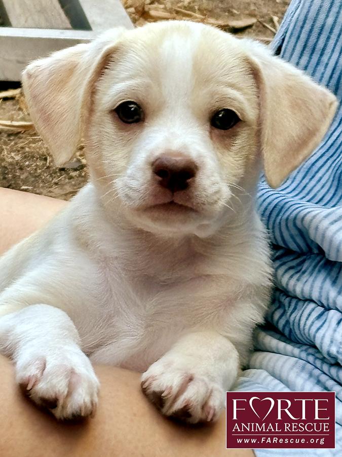 Buzz, a ADOPTABLE mixed breed in Marina Del Rey, CA image 1/3