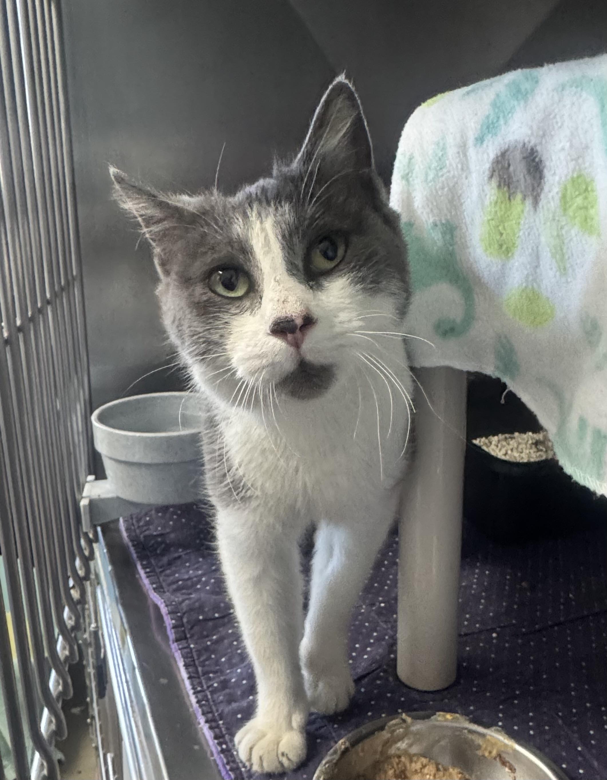 Texas Orange, a Adoptable mixed breed in Marshall, NC image 2/2