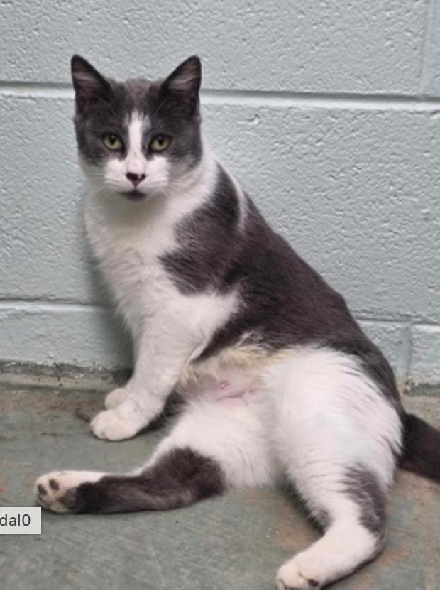 Texas Orange, a Adoptable mixed breed in Marshall, NC image 1/2