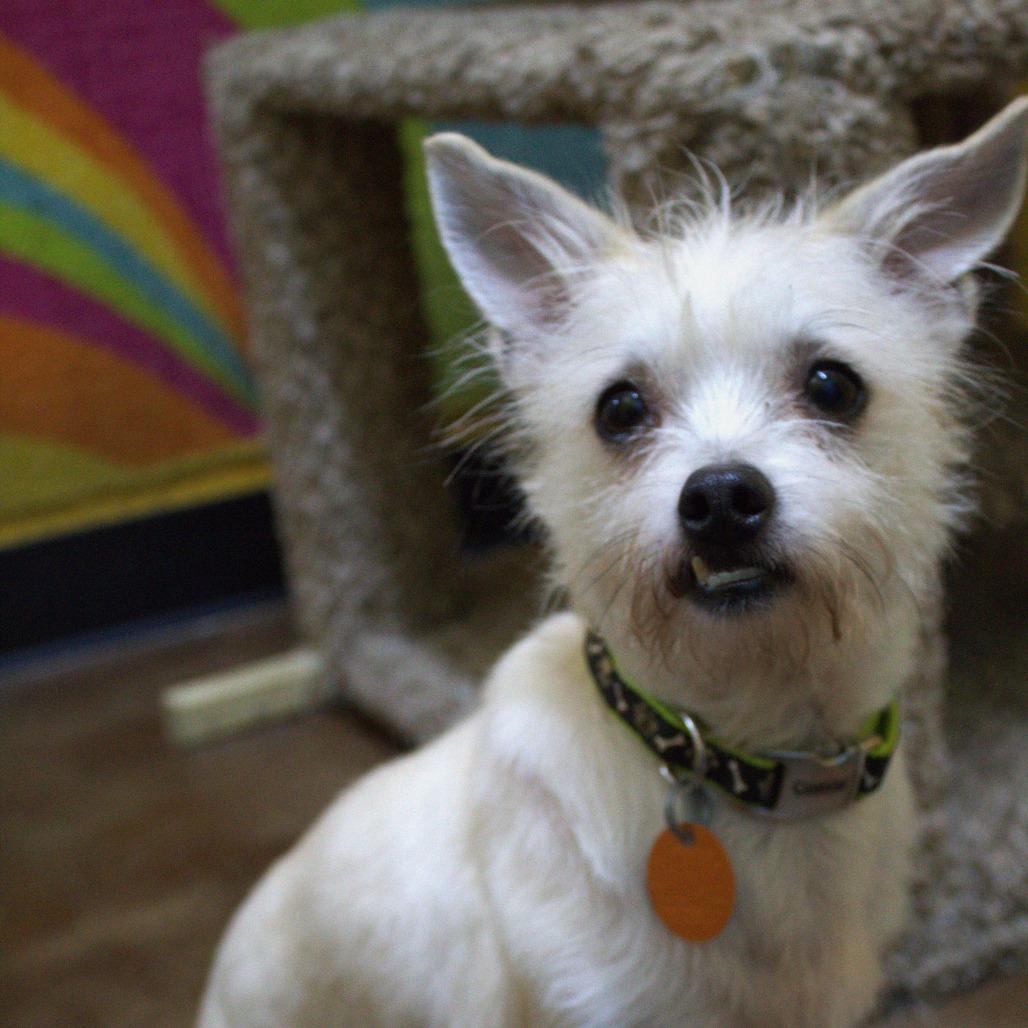 Toby, Adoptable, Adult Male Terrier & Mixed Breed.