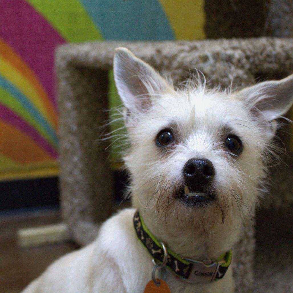 Toby, a Adoptable mixed breed in Springfield, MO image 2/6