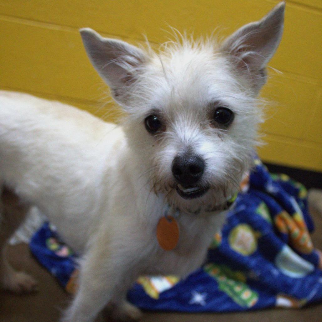 Toby, a Adoptable mixed breed in Springfield, MO image 3/6
