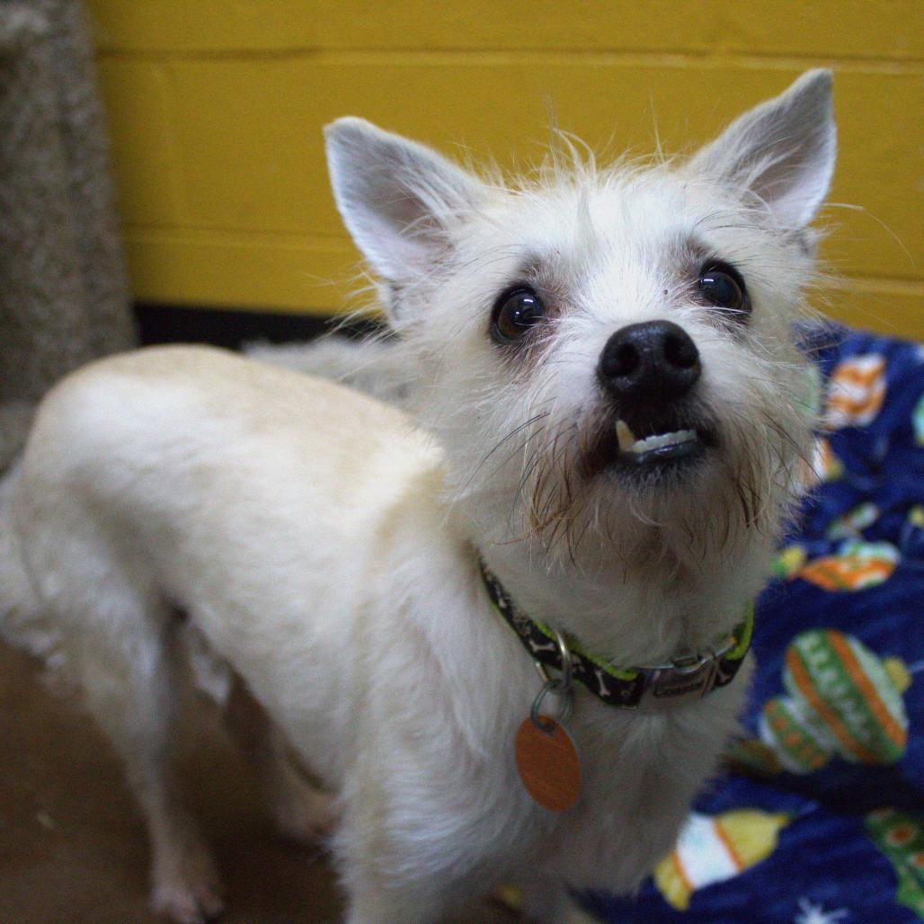 Toby, a Adoptable mixed breed in Springfield, MO image 4/6